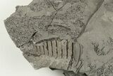 Graptolite Fossil - Rochester Shale, NY #203270-1